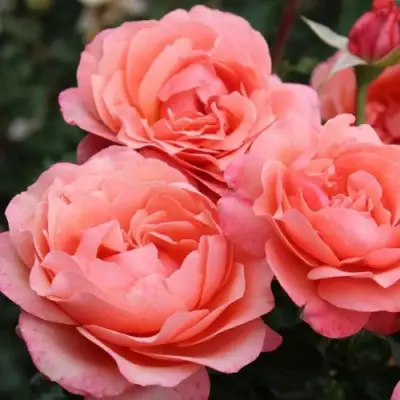 Роза КОРАЛ ЛИОНС РОУЗ флорибунда в Слуцке