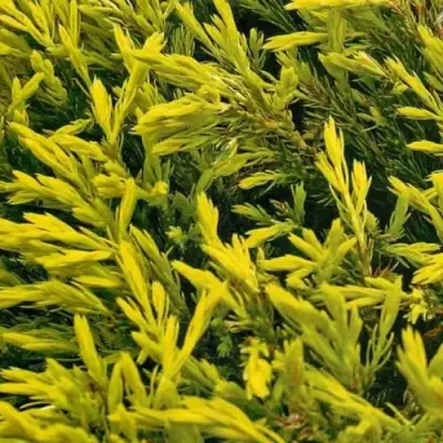 Можжевельник ЛАЙМ ГЛОУ горизонтальный  в Слуцке