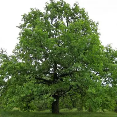 Дуб черешчатый в Слуцке