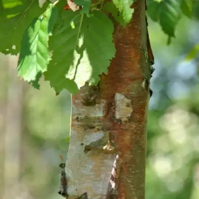 Береза бумажная в Слуцке