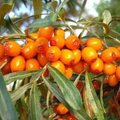 Облепиха БОТАНИЧЕСКАЯ в Слуцке