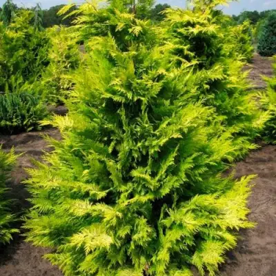 Кипарисовик ГОЛДЕН ВОНДЕР лавсона в Слуцке