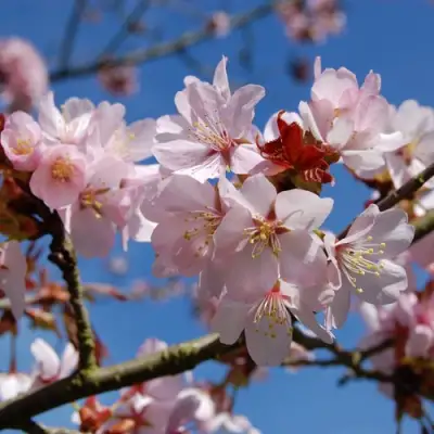 Вишня РАНЧО САРЖЕНТА в Слуцке