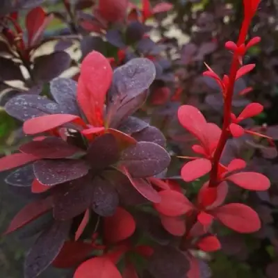 Барбарис РЕД ПИЛЛАР тунберга в Слуцке