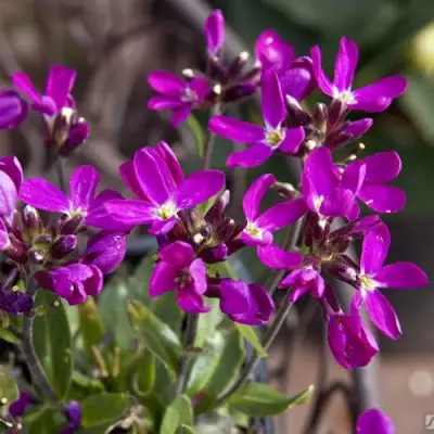 Арабис РОУЗ делайт в Слуцке