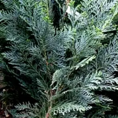 Кипарисовик ДАРТС БЛЮ РИББОН лавсона в Слуцке