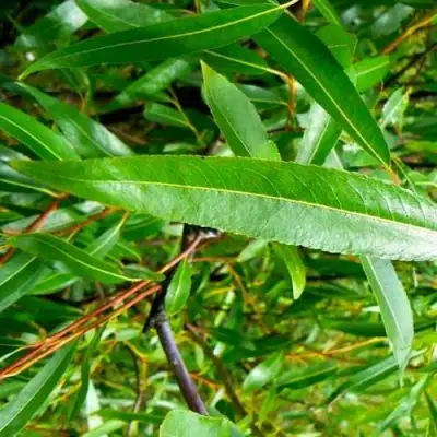 Ива ломкая  в Слуцке