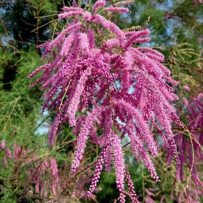 Тамарикс ПИНК КАСКАД в Слуцке