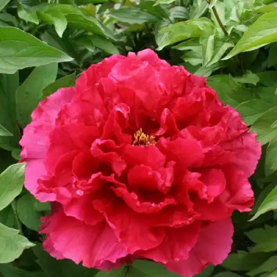 Пион АРОМАТНОЕ ВОСПОМИНАНИЕ древовидный в Слуцке