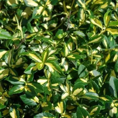 Бересклет САНСПОТ форчуна в Слуцке