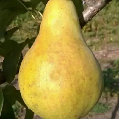 Груша КОНКОРД в Слуцке