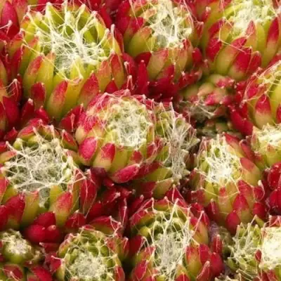 Молодило ХУКЕРА в Слуцке