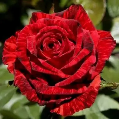 Роза РЕД ИНТУИШН чайно-гибридная в Слуцке