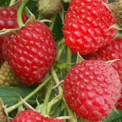 Малина КОЛОКОЛЬЧИК в Слуцке