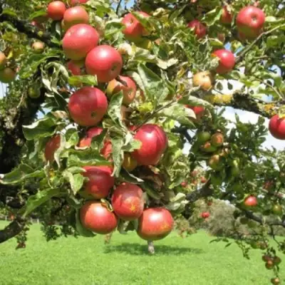Яблоня ОРЛИК в Слуцке