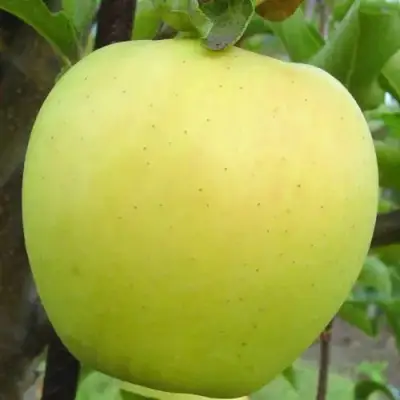 Яблоня ГОЛДЕН ДЕЛИШЕС в Слуцке