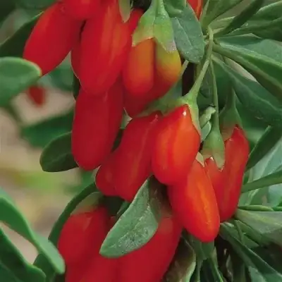 Годжи ВЯЧЕСЛАВ в Слуцке