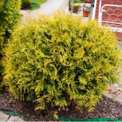 Туя КОЛЛЕРС ГОЛД складчатая в Слуцке