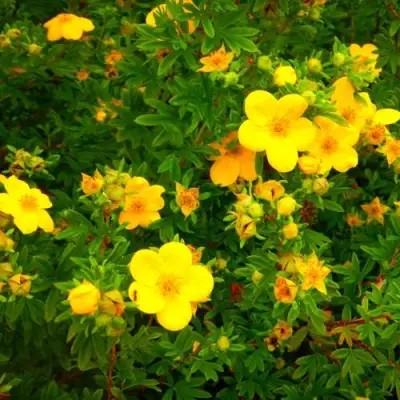 Лапчатка ГОЛДФИНГЕР кустарниковая в Слуцке