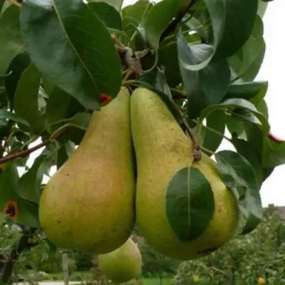 Груша КОНКОРД в Слуцке