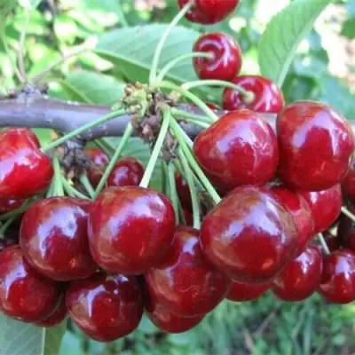 Вишня ДЕСЕРТНАЯ МОРОЗОВОЙ в Слуцке