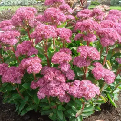 Очиток (седум) КАРЛ видный в Слуцке