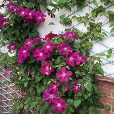 Клематис ЭРНЕСТ МАРКХАМ в Слуцке