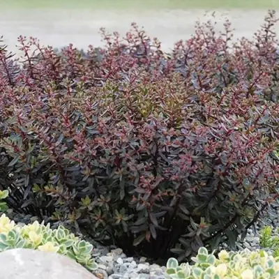 Очиток (седум) САНСПАРКЛЕР ДЖЕЙД ТАФФЕТ в Слуцке