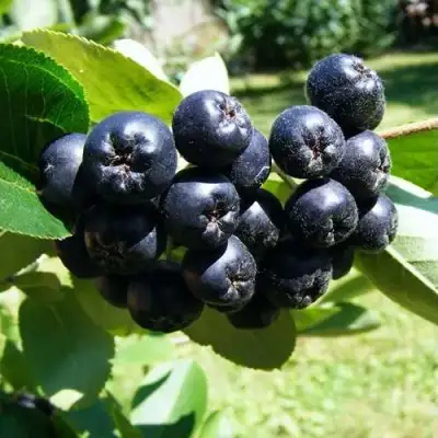 Рябина НЕРО черноплодная в Слуцке