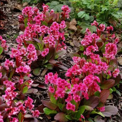 Бадан ФЛИРТ в Слуцке