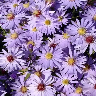 Астра БЛЮ ХЕВЕН сердцелистная в Слуцке