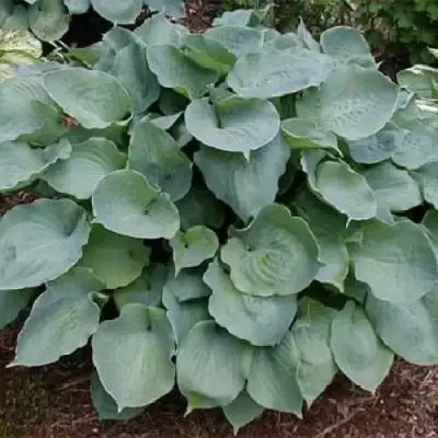 Хоста МУНЛАЙТ СОНАТА гибридная в Слуцке