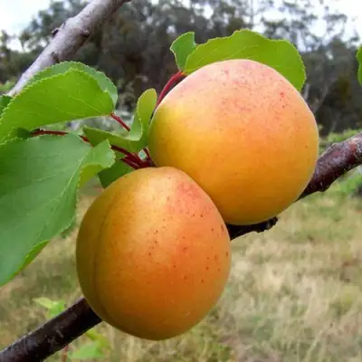 Абрикос ОРЛОВЧАНИН  в Слуцке