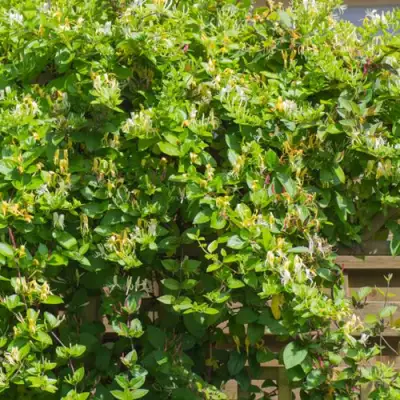 Жимолость ХАЛЛИАНА японская (Хелиана) в Слуцке