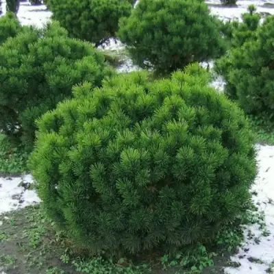 Сосна горная МУГУС в Слуцке