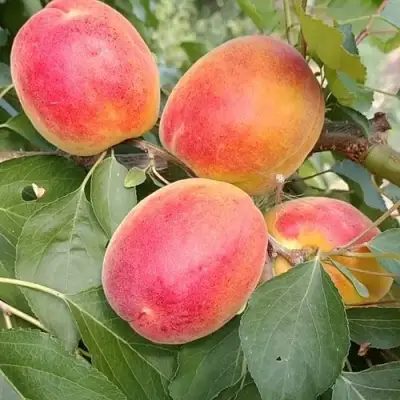 Абрикос ОСОБЕННЫЙ ДЕНИСЮКА в Слуцке