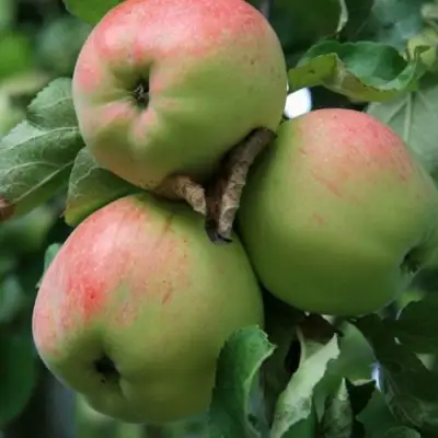 Яблоня УТРО в Слуцке