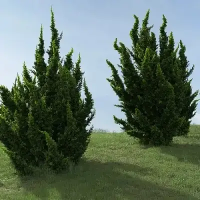 Можжевельник КАЙЗУКА китайский в Слуцке