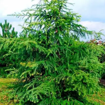 Лиственница европейская в Слуцке