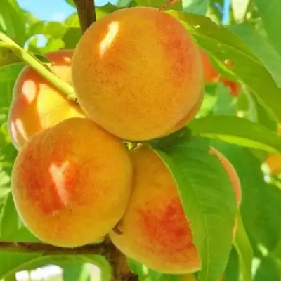 Персик ВЕТЕРАН в Слуцке