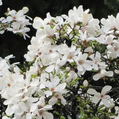 Магнолия КОБУС в Слуцке