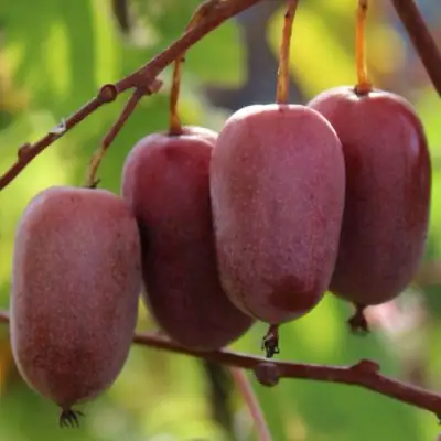 Актинидия ПУРПУРНО САДОВАЯ  аргута в Слуцке