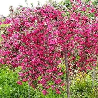 Яблоня КИНГ БЬЮТИ декоративная в Слуцке