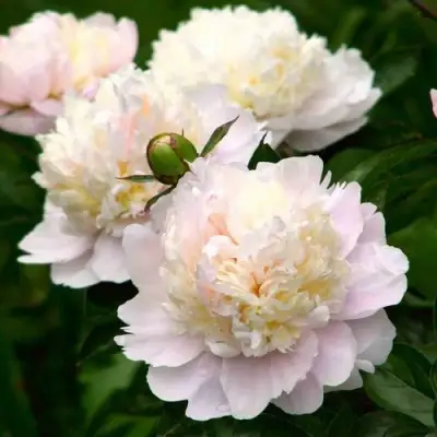 Пион ШИРЛИ ТЕМПЛ травянистый в Слуцке