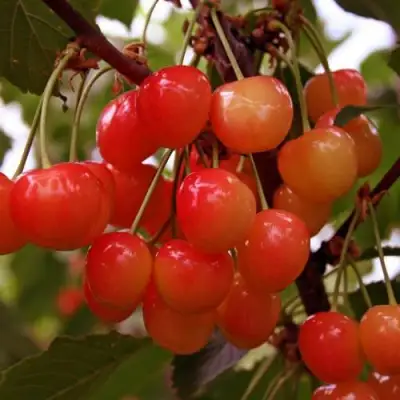 Черешня ФАТЕЖ в Слуцке