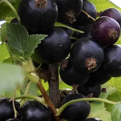 Смородина чёрная НЕСТЕР КОЗИН в Слуцке