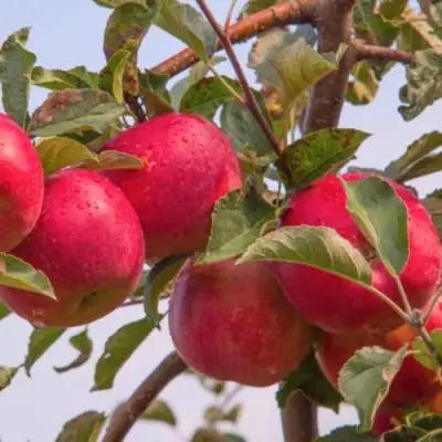 Яблоня РОЖДЕСТВЕНСКОЕ в Слуцке