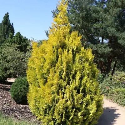 Туя СТОУНХАМ ГОЛД складчатая в Слуцке