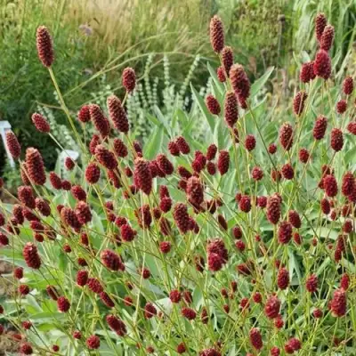 Кровохлебка БИТЛВИНГЗ в Слуцке