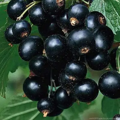 Смородина черная БЕН КОНАН в Слуцке